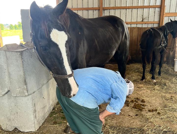 Livestock veterinarian