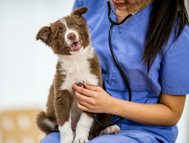pet hospital Berlin